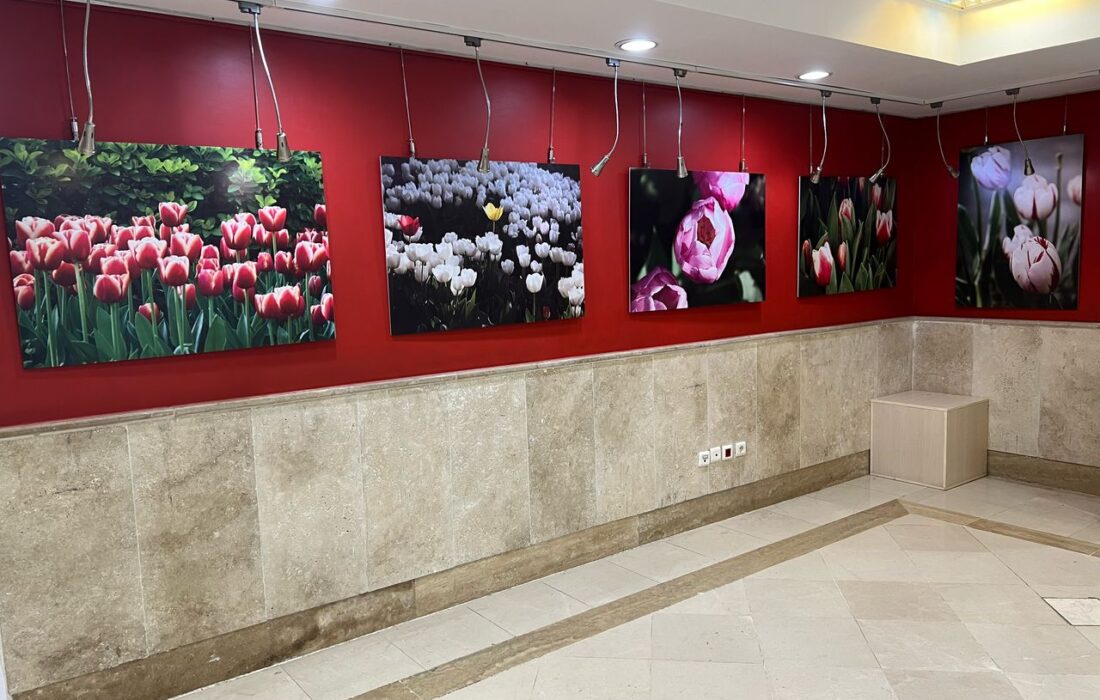 «لالایی لاله‌ها» به اندیشه رسید/ ضیافت رنگ و بهار در قاب تصویر