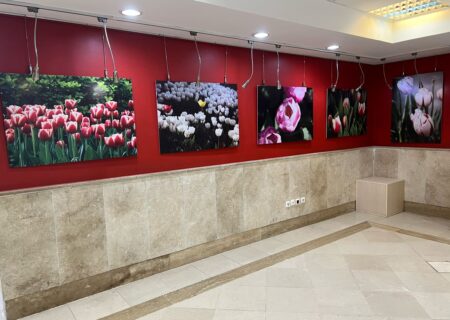 «لالایی لاله‌ها» به اندیشه رسید/ ضیافت رنگ و بهار در قاب تصویر