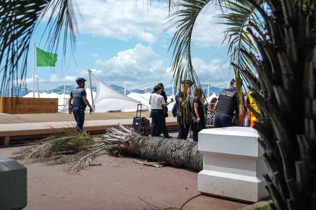 سقوط نخل در جشنواره فیلم کن!