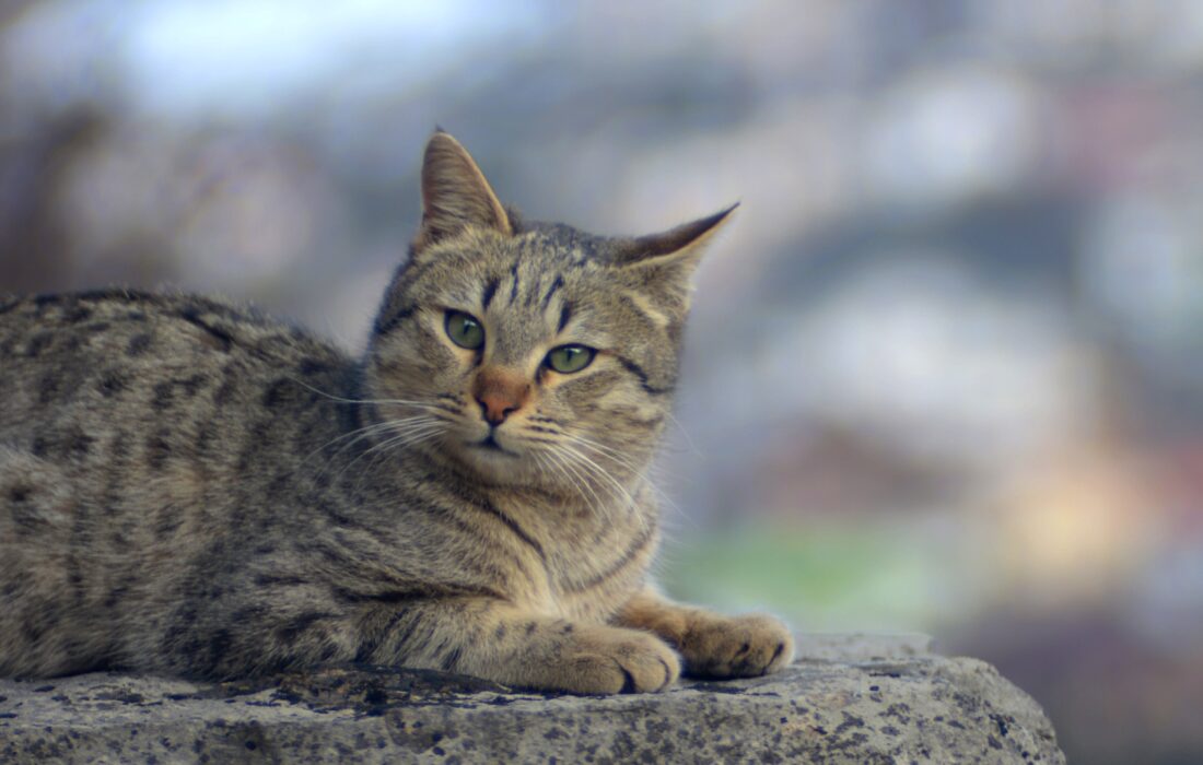 رویای تامی؛ بیانی ساده از یک مسأله اخلاقی