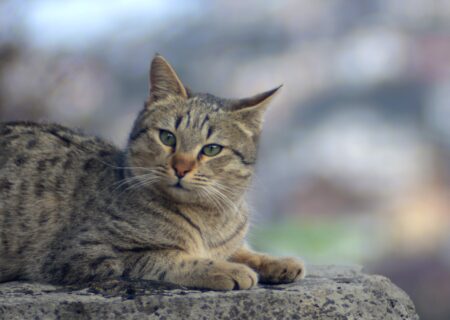 رویای تامی؛ بیانی ساده از یک مسأله اخلاقی